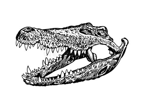 Graphical Hand-drawn Skull of Crocodile Isolated on White Background ...