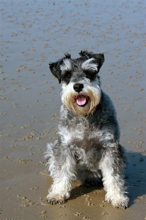 Origins of the Miniature Schnauzer | PetHelpful