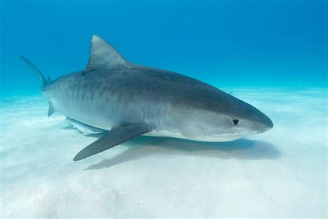 Tiger Shark Photo, Stock Photograph of a Tiger Shark, Galeocerdo cuvier, #10717, Phillip Colla ...