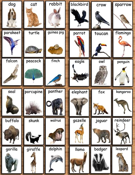 Ultimate Animal Flashcard Collection 112 Zoo Animal Flashcards | Etsy