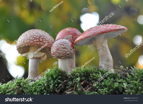 Group Fly Amanita Amanita Muscaria Spotted Stock Photo 542423197 | Shutterstock