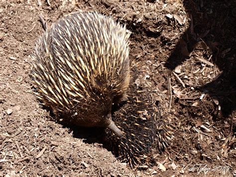 Eucalypt Habitat: Australia Day Special: Echidna Suckling Her Puggle