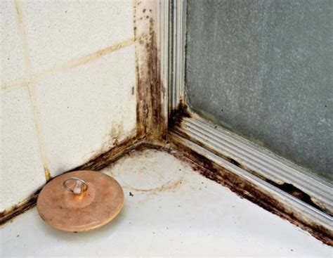 Be Aware of Black Mold in Shower to Save Your Life