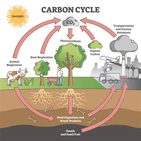 Fossil Fuels Diagram Illustrations, Royalty-Free Vector Graphics & Clip Art - iStock