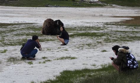 First 'Tourons' Of The Season Spotted In Yellowstone National Park