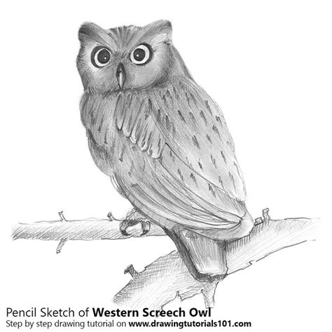 Western Screech Owl with Pencils | Owls drawing, Cute owl drawing, Animal sketches