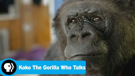 Meet Koko Archives - The Gorilla Foundation