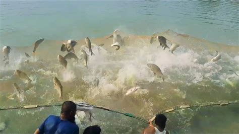 Big Rohu And Catla Fish Farming In Rajshahi Area Of Bangladesh | Fish ...