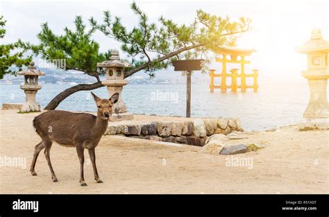 Itsukushima Shrine and deer with sunshine Stock Photo - Alamy