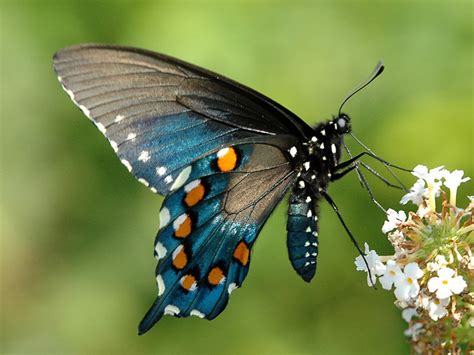 Pipevine Swallowtail — wisconsinbutterflies.org