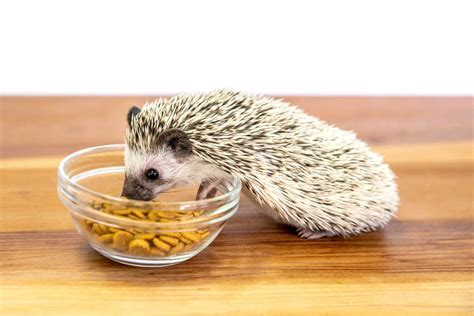 What Do Hedgehogs Eat?