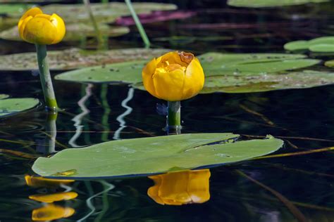 Nuphar lutea – Spatterdock - Native Plant Grower