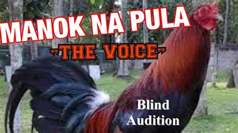 #MANOK NA #PULA SA “#THE #VOICE” BLIND AUDITION | JUST ANOTHER WOMAN | MANOK NA PULA PARODY ...