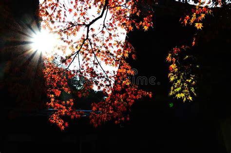 Autumn Leaves of Zen Temple in Japan Stock Photo - Image of prefecture, religion: 87845658