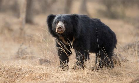 Bear Predators: What Eats Bears? - A-Z Animals