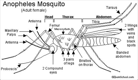 Anopheles Mosquito Printout - EnchantedLearning.com