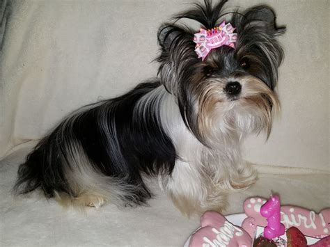 parti yorkies, yorkie puppies, yorkie puppy, yorkies for sale, parti ...