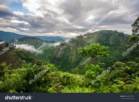 3,117 Bwindi national park Images, Stock Photos & Vectors | Shutterstock