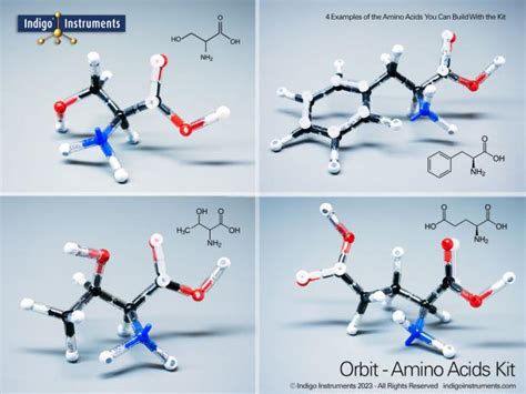 Indigo 20 Essential Amino Acids Molecular Model Kit