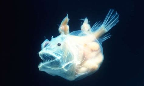 Anglerfish - A-Z Animals