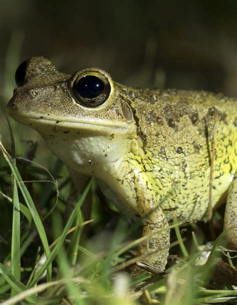 Cuban Tree Frog - Invasive Species of the Virgin Islands