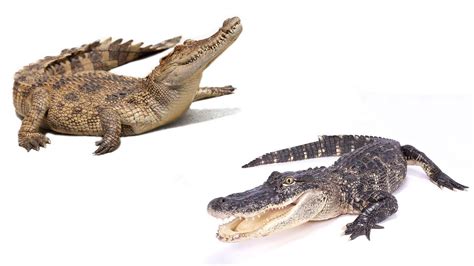 Alligator vs. Crocodile: What's the Difference? | Flipboard