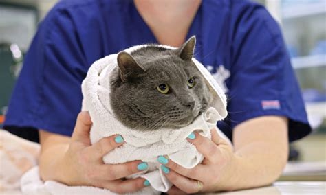 Techniques for Towel Restraint of Cats | Clinician's Brief