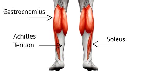 Anatomy Calves Anatomy Drawing Diagram | Images and Photos finder