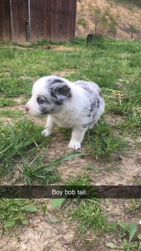 American Staghound Puppies For Sale | Vanderbilt, PA #297471