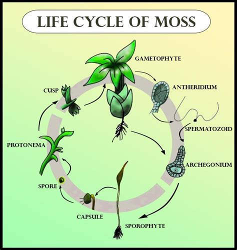 Life Cycle Of Mosses Flowchart - Chart Examples