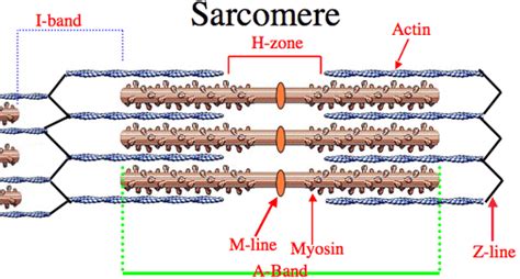 Gross Muscle and Sarcomere