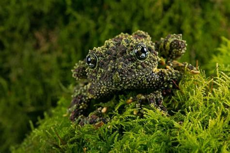 Care and Breeding the Vietnamese Mossy Frog - Reptiles Magazine