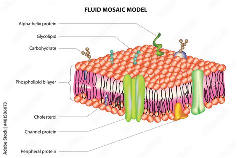 fluid mosaic model of plasma membrane Stock Vector | Adobe Stock