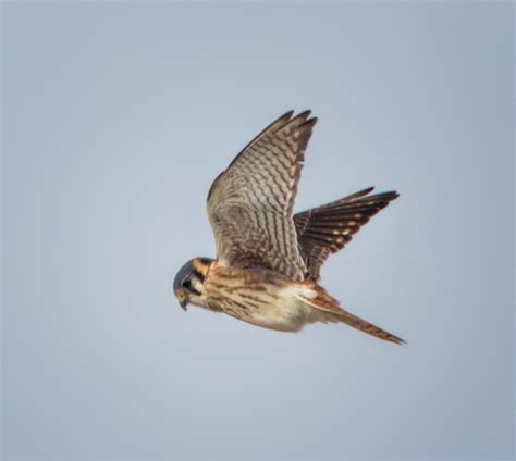 Photographing the Hovering American Kestrel | Martin Belan