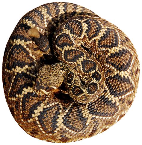 Eastern Diamondback pattern reference | Beautiful snakes, Painted rocks, Snake patterns