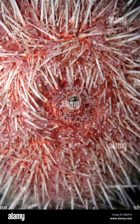 Close-up of Sea Urchin Spines Stock Photo - Alamy