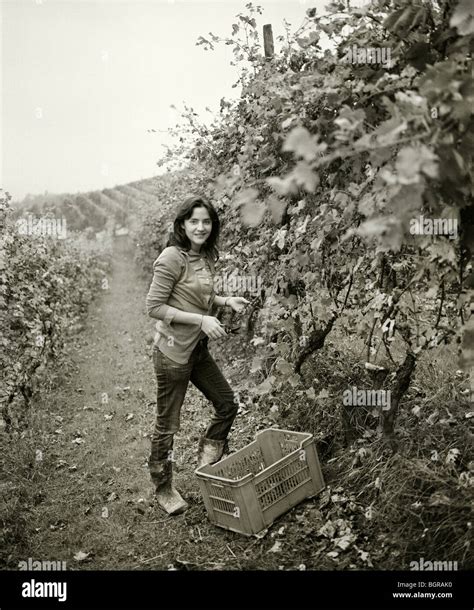 A woman picking grapes, Italy Stock Photo - Alamy