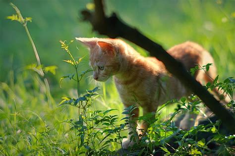 Online crop | HD wallpaper: grass, red, kitty | Wallpaper Flare