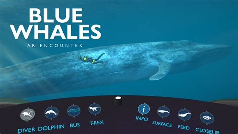 Blue Whales 3D | The California Science Center