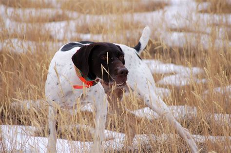 pointer dog hunting | Best breed ever | Pointer dog, Pointer puppies, Dogs