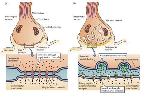 Synapses | Anatomy and Physiology I | | Course Hero