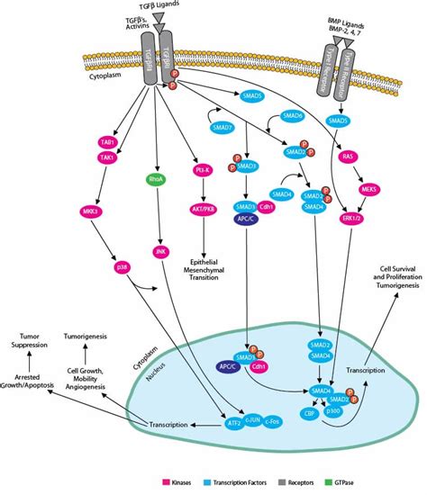 TGF Beta Signaling Pathway: Novus Biologicals