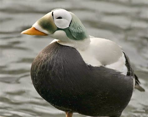 EIDER DUCK photos - wallpapers | the fun bank