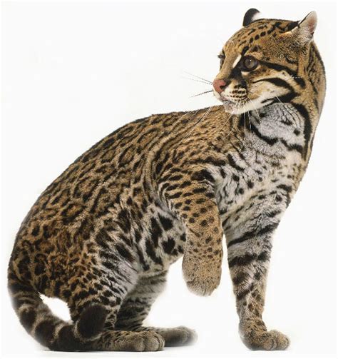 Ocelot | Animals