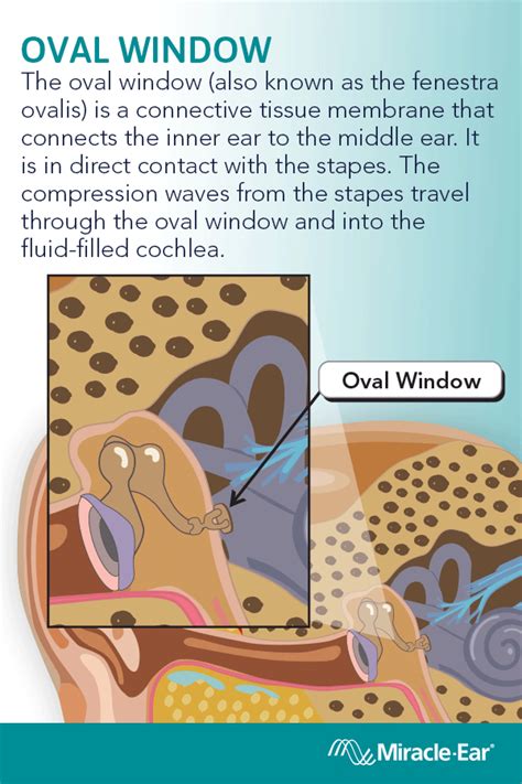 Oval window | Basic anatomy and physiology, Ear anatomy, Middle ear