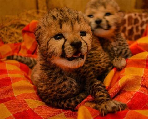 Cheetah Cubs Rescued After Drought Forced Their Mother to Abandon Them ...