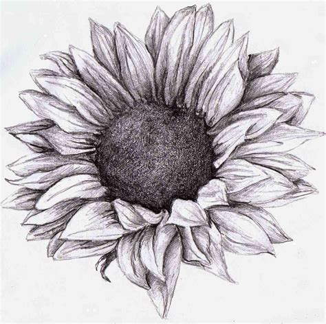 Easy Pencil Shading Drawings Of Flowers / Pencil Shading for Beginners | How to draw a rose ...