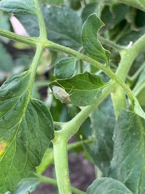 Stink Bugs on Tomatoes, Corn Smut, and Corn Sap Beetles – IPM Pest Advisories