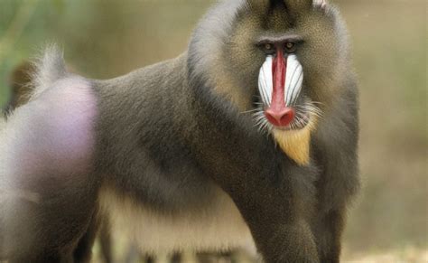 Baboon | The Life of Animals