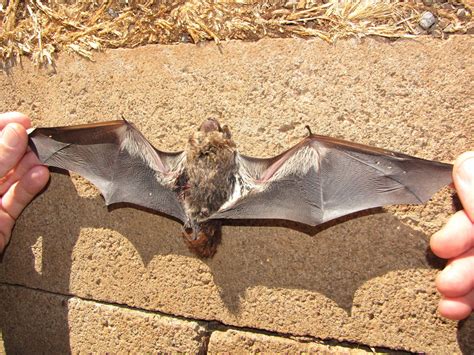 Hoary Bat | Animals Happen Wildlife Control